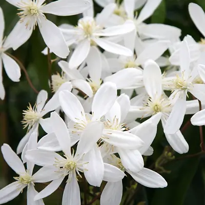 Clematis 'Armandii' Evergreen Scented Climber Plant Garden Shrub | 9cm Pot • £12.99