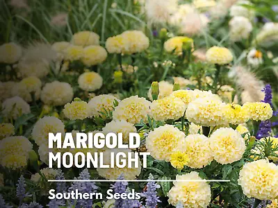 Marigold African Moonlight Seeds - Heirloom Flower (Tagetes Patula) - Creamy Wh • $2.49