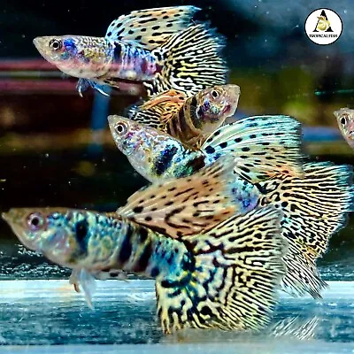2 Male - Premium Grade Live Guppy Fish Fancy Yellow Tiger King Cobra VIP USA • $24.95