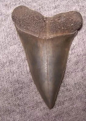 Mako Shark Tooth  1 11/16  Shark Teeth Megalodon Fossil Jaw Scuba Diver Fishing • $32