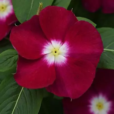 50 Seeds Annual Vinca Periwinkle Burgundy Ground Cover & Flower Seed For Plan... • $11.42