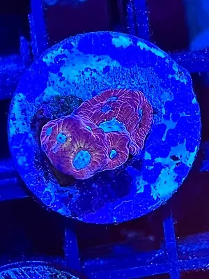 Megatron Favia Coral King Wysiwyg Live Coral Frag • $6.99