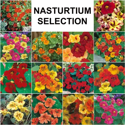 Nasturtium Seeds Selection Mr Fothergill's Trailing Climbing Dwarf Flowering • £3.35