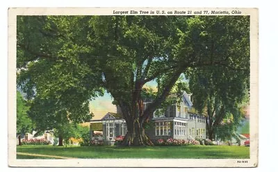 Marietta OH Postcard Ohio Large Elm Tree • $2.99