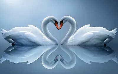 Love Heart Swans Animals Blue Modern Large Wall Art Framed Canvas Picture 20x30  • £20