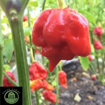 10+ Trinidad Scorpion Butch T Pepper Seeds (hot Chili Chile) • $6.99