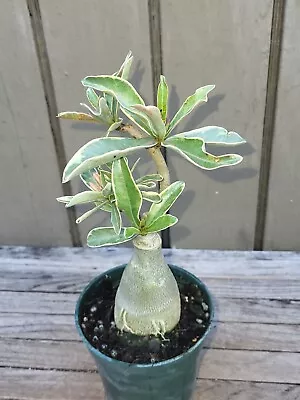 Adenium Obesum CF 31  Rare Variegated Caudex Exotic Suculent • $20.99