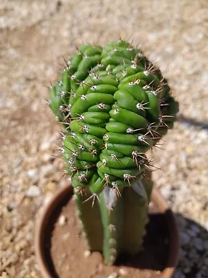 TPM X TPQC Monstrose/crested Cactus Graft • $45