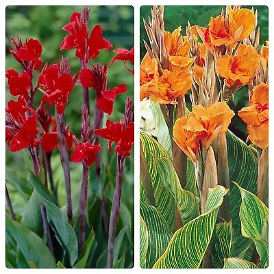 Canna Lily - Tuber - Brilliant & Bengal Tiger - PERENNIAL - HARDY GARDEN • £16