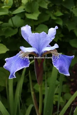 £2.50 • Buy Greetings Card Blue Iris Sibirica Siberian Garden Flower Art Photograph Cards