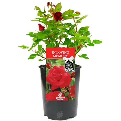 £23.99 • Buy In Loving Memory Rose - Memorial Gift - Live Rose Bush Plant
