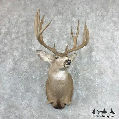 #26800 P+ | Mule Deer Taxidermy Shoulder Mount For Sale • $2120