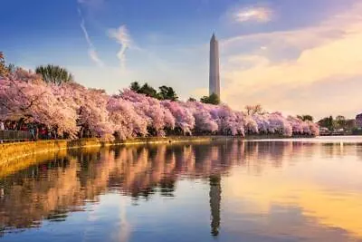 Washington DC Cherry Blossoms Monument Mall Spring Photo Art Print Poster 36x24 • $13.98