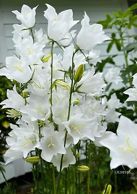 White Bellflower Campanula Persicifolia Perennial Plants Lot 5 Free Shipping • $18.50
