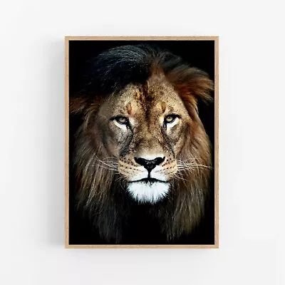 $62.55 • Buy Lion Animal Wall Art Large Print. Perfect For Home Decor