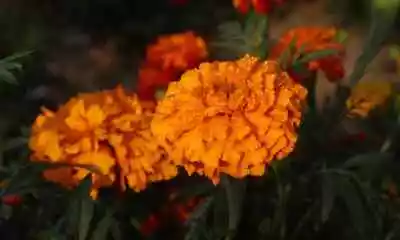 25+ Southern Cone Marigold Seeds For Garden Planting - USA - FREE SHIPPING! • $4.93