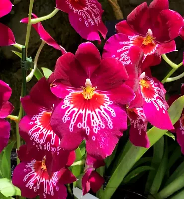 IN SPIKE / BUD ~ FRAGRANT ~ Miltoniopsis Orchid ~ Miltoniopsis Newton Falls • $34.99