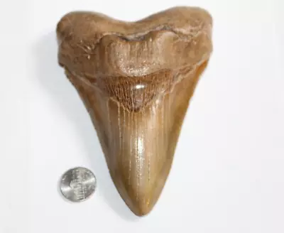 MEGALODON Fossil Giant Shark Tooth No Repair Natural 5.62  HUGE COMMERCIAL GRADE • $395