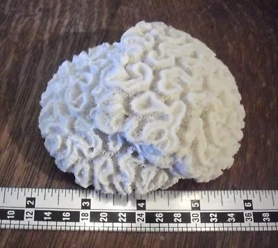 $49.99 • Buy Natural Double Brain Coral - 4  