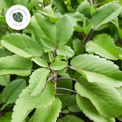 7+ Kalanchoe Pinnata Plant Leaves - Medicinal Succulent - Fresh And Healthy • £7.71