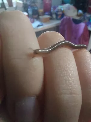 Spirostreptus Sp.8 Millipede (Baby Giant African Olive Millipede) ×2 • £15