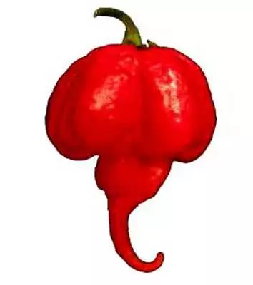 Trinidad Moruga Scorpion Pepper Seeds! 10 Seeds Burning Hot! Comb. S/H • $2.99