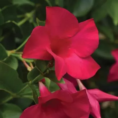 30 MANDEVILLA TOURMALINE FUCHSIA Live Plants Plugs Garden Planters 837 • $9.99