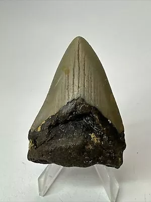 Megalodon Shark Tooth 2.67” Real - Natural Fossil - Rare 18013 • $17
