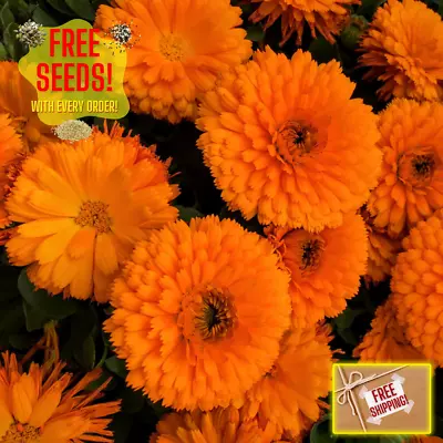 Fresh Premium French Marigold Calendula Seeds | Heirloom Non-GMO | Flower Seeds • $2.84