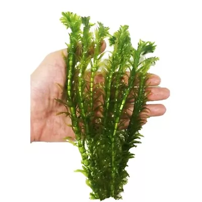 £2.95 • Buy 10 X Elodea Densa Bunch Oxygenating Pond  Aquarium Live Plants Egeria. Fish Tank
