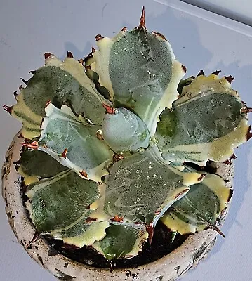 Variegated Agave Isthmensis KABUTOGANI  • $125