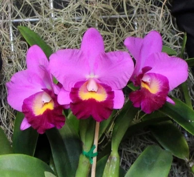 $55 • Buy Cattleya Division C. Dendi's Perfection 'Superb'