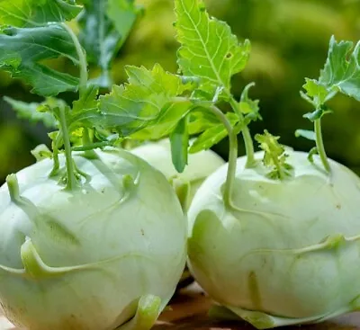 Giant White Kohlrabi Seeds | Heirloom | Non-GMO | Fresh Garden Seeds • $160