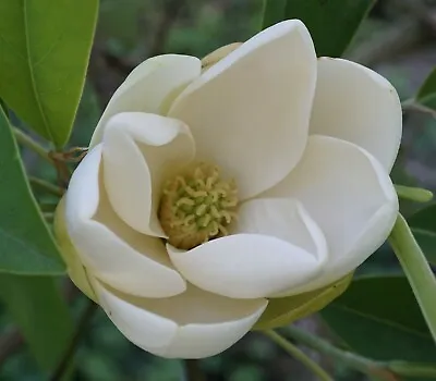 Sweetbay Magnolia (Magnolia Virginiana Southern) 10 Seeds • $3.45