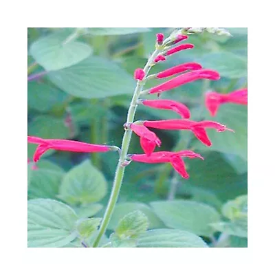 6 Tangerine Sage Herb Plants Plugs Herb Plants - Grow Your Own Herb Garden. • £12.99