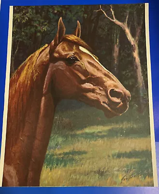 1952 Man O War Racehorse George Ford Morris Print From Portraiture Of Horses • $24