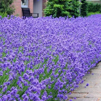 £3.89 • Buy Lavender Munstead - English Lavender