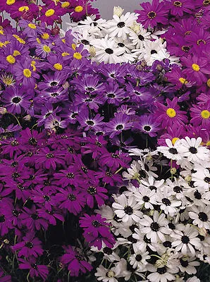 Flower Brachycome Swan River Daisy  Mixed 1.1 Gram ~ Approx 7700 Seeds • £2.39