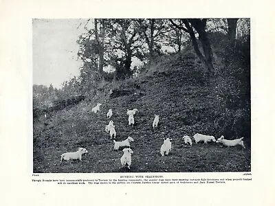 £6.99 • Buy Sealyham Terrier Old 1934 Dog Print Sealyham & Jack Russel Pack Hunting