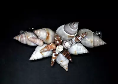 Sea Shell Hair Clip Barrette Hand Made Beach Mermaid Wedding  Shell Lg 4 1/4 X 2 • $18