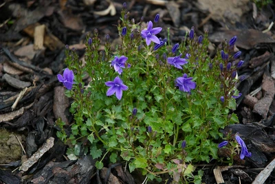 £10.99 • Buy Campanula Poscharskyana Trailing Bellflower Young Plant In 9cm Pot Fully Tracked