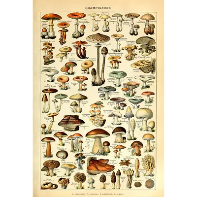 Vintage Mushroom Poster Print Art Champignon Wall Decor Home Retro Decorations • $14.90