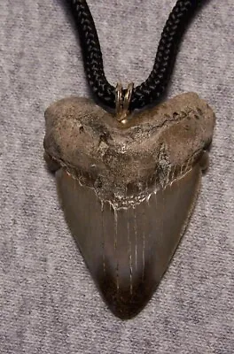 Megalodon Shark Tooth Necklace 1 5/8  Fossil Teeth Pendant Jaw Megalodon GEM • $35