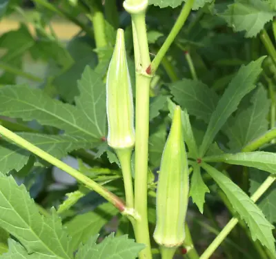 OKRA CLEMSON SPINELESS 15 Seeds Heirloom Spring Summer Vegetable Lady Fingers • $3.99