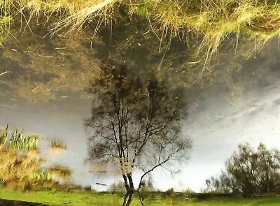 £3.42 • Buy Postcard UK England Hampshire Cannock Chase Photo By Heidi Percy