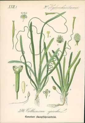 Chromolithographie : Gemeiner Sumpfschraubstrick. Vallisneria Spiralis L. Orchid • £12.25