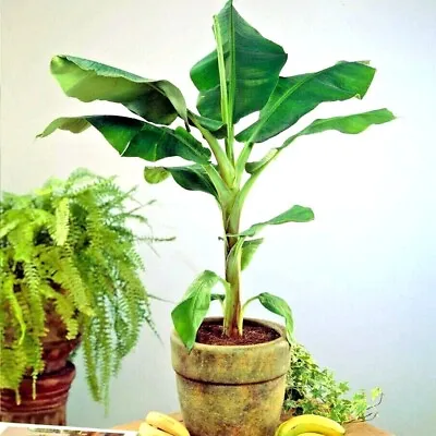 20  DWARF  Cavendish BANANA Tree Seeds Musa Acuminata Hardy Tropical Fruit Plant • $16.95