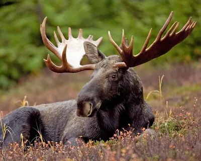 Nature BULL MOOSE Glossy 8x10 Photo Animal Print Wall Art Poster Mammal • $5.49