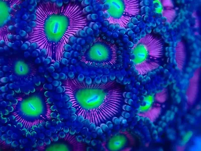 VICTORIAS SECRET Zoa Marine Coral Zoanthid Frag SINGLE POLYP • £12