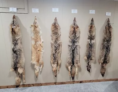 Item #3 Professional Tanned Northern Michigan Coyote Pelt Fur Wolf Taxidermy • $58